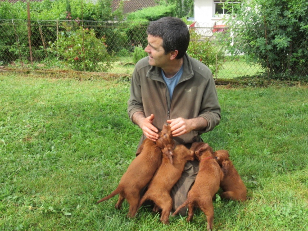 De Causses Et D'Aubrac - les Chiots sont tous partis