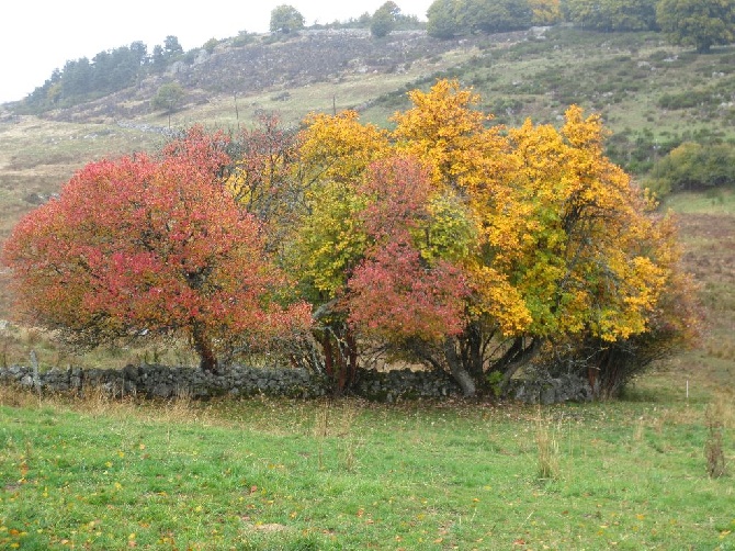 De Causses Et D'Aubrac - L Automne et les premiers ARRETS ,PATRONS 