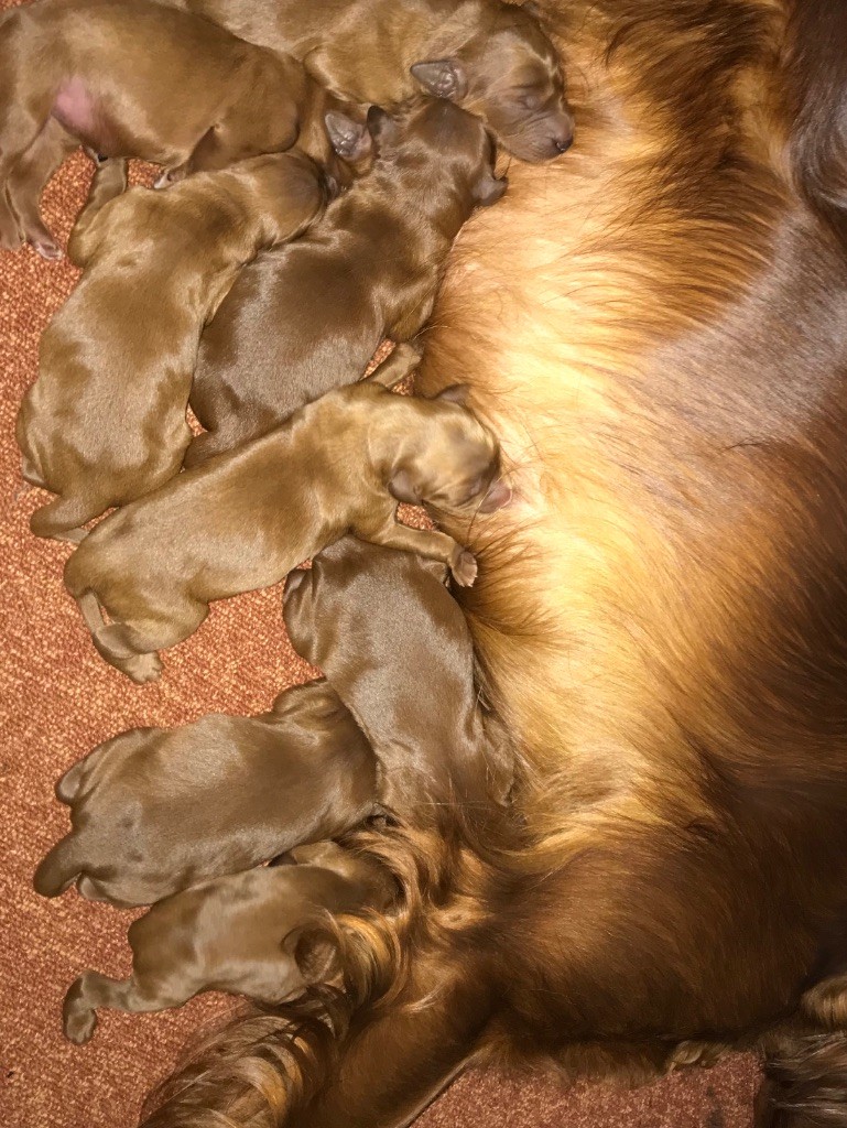 De Causses Et D'Aubrac - Les chiots sont arrivés ce matin