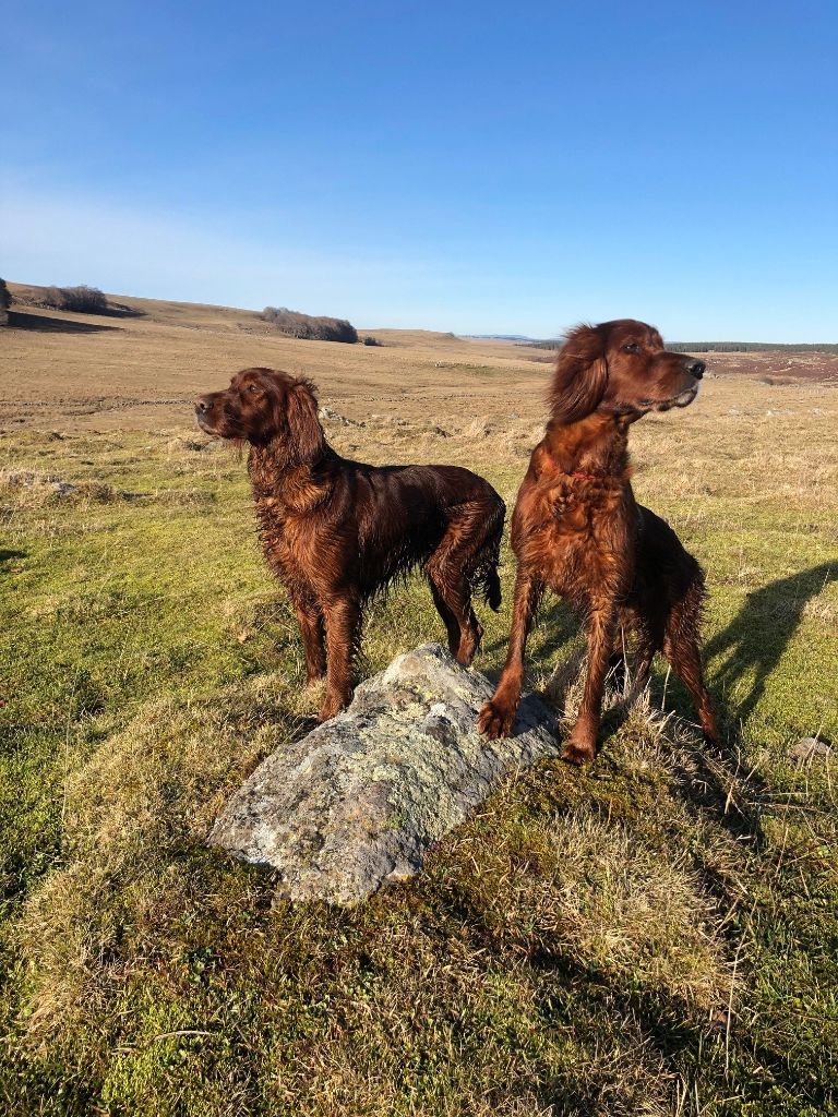 De Causses Et D'Aubrac - LOOK a bien été saillie ... 