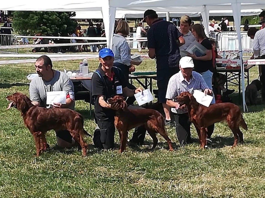 De Causses Et D'Aubrac - SPÉCIALE DE RACE AURILLAC