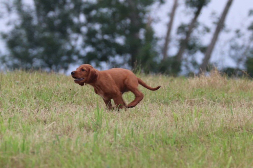 De Causses Et D'Aubrac - OKLAY a rencontré Mus champion de printemps et Tr de GQ