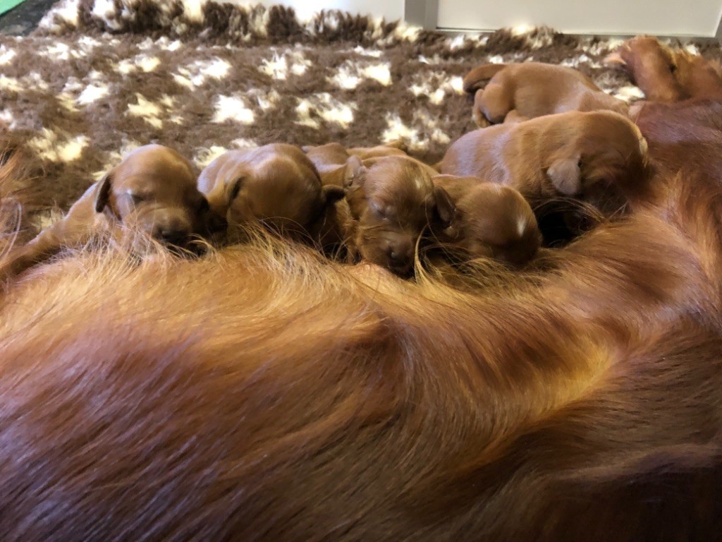 De Causses Et D'Aubrac - Naissances de 9 chiots