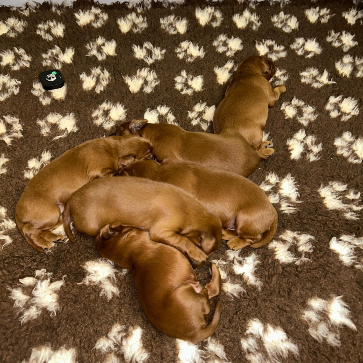les chiots sont nés
