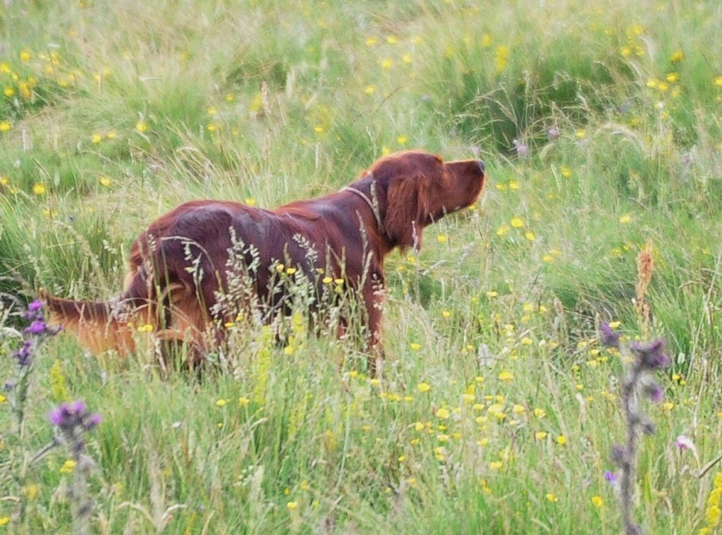 Oklay est en chaleur et sera présentée à un copain