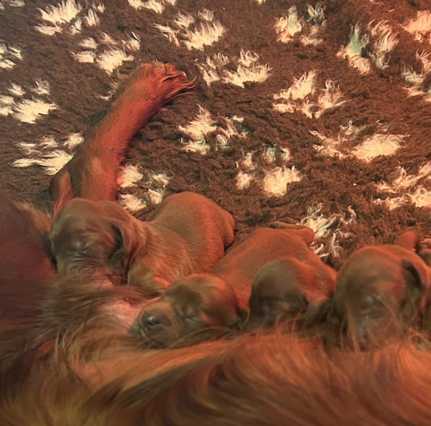 De Causses Et D'Aubrac - Chiots disponibles - Setter irlandais rouge
