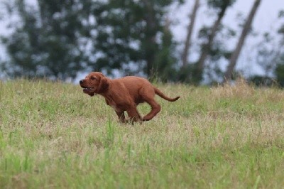 CHIOT