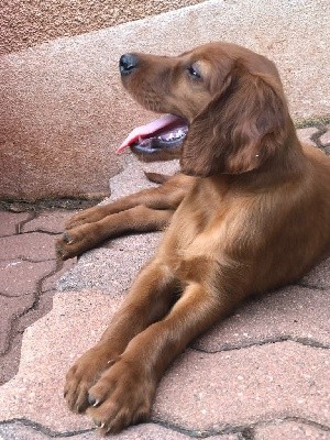 CHIOT